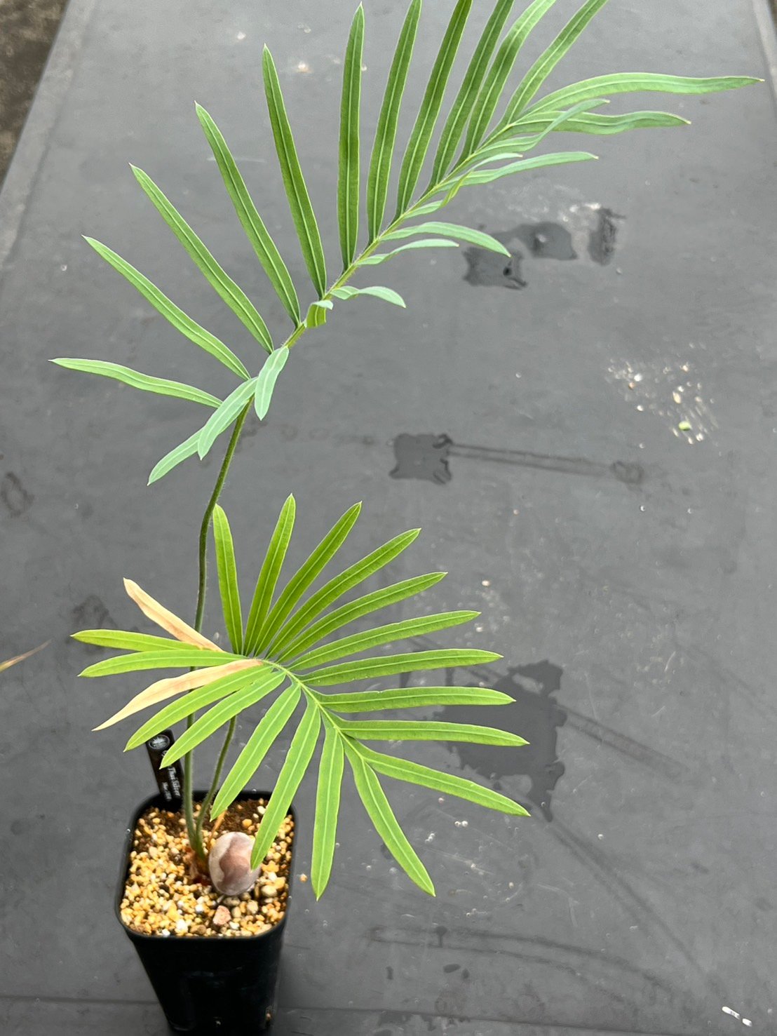 サイカス タイシルバー（Cycas sp Thai Silver）② | MINO GREEN