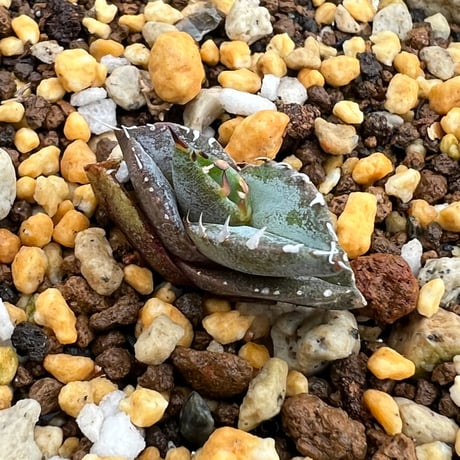 チタノタブルー | STORES