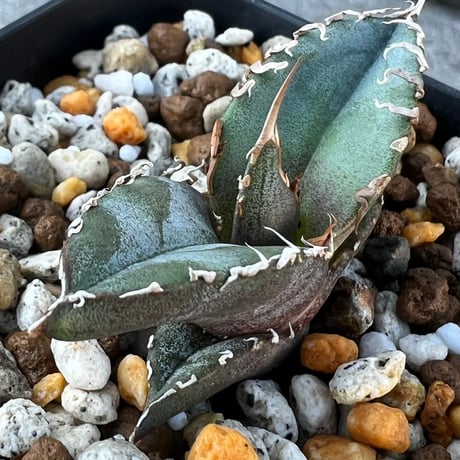 【アガベ チタノタブルー 実生】Agave  titanota blue seedling