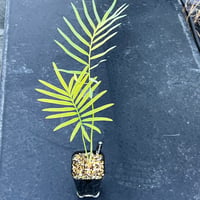 サイカス タイシルバー（Cycas sp Thai Silver）①