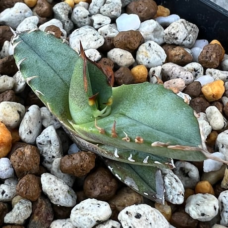 チタノタブルー | STORES