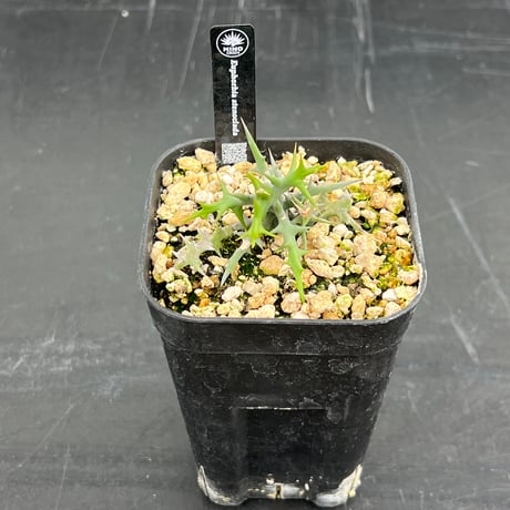 【実生株】Euphorbia stenoclada ユーフォルビア・ステノクラーダ