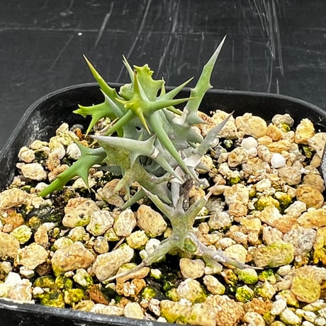 【実生株】Euphorbia stenoclada ユーフォルビア・ステノクラーダ