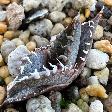 【Power_of_Power】アガベ　オテロイ　セット アガベ オテロイ 実生セット 20株+α