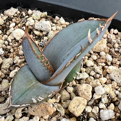 【アガベ ホリダ 実生】Agave horrida（oteroi） seedling