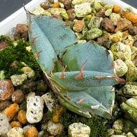 【アガベ チタノタブルー 実生】Agave  titanota blue seedling