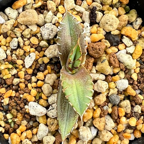 【アガベ オテロイ 実生】Agave oteroi seedling
