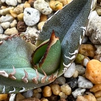 【アガベ オテロイ 実生】Agave oteroi seedling