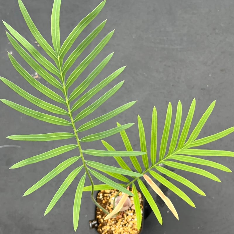 サイカス タイシルバー（Cycas sp Thai Silver）② | MINO GREEN