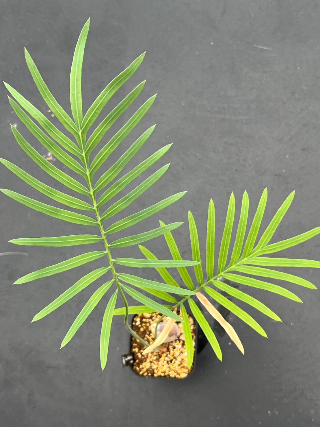 サイカス タイシルバー（Cycas sp Thai Silver）② | MINO GREEN