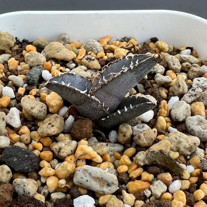 アガベ チタノタブルー 実生】Agave titanota blue seedling |