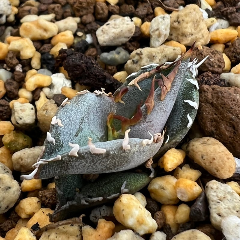 【実生】アガベ　チタノタブルー　実生株　青葉　検）オテロイ　オアハカ　現地球 実生】アガベ チタノタブルー 実生株 青葉 検）オテロイ