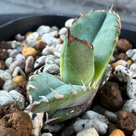 【アガベ チタノタブルー 実生】Agave  titanota blue seedling
