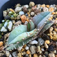 【アガベ オテロイ 実生】Agave oteroi seedling