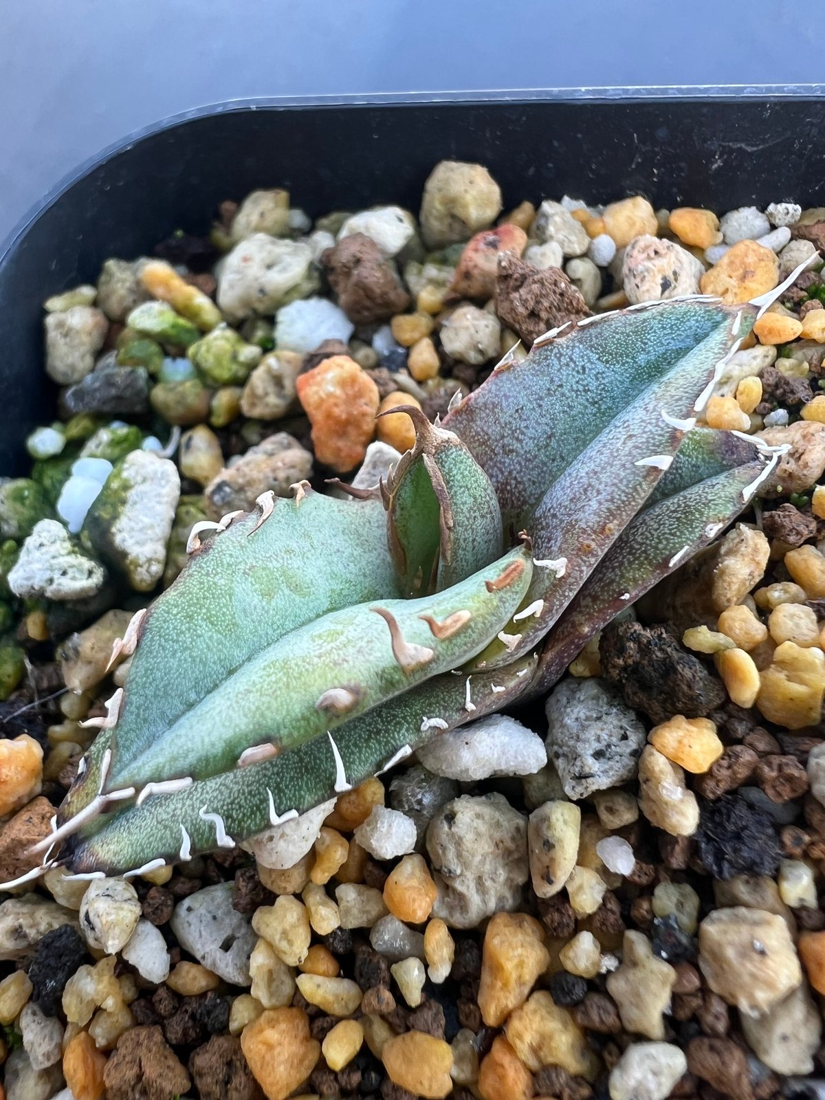 アガベ オテロイ 実生】Agave oteroi seedling | MINO GREEN