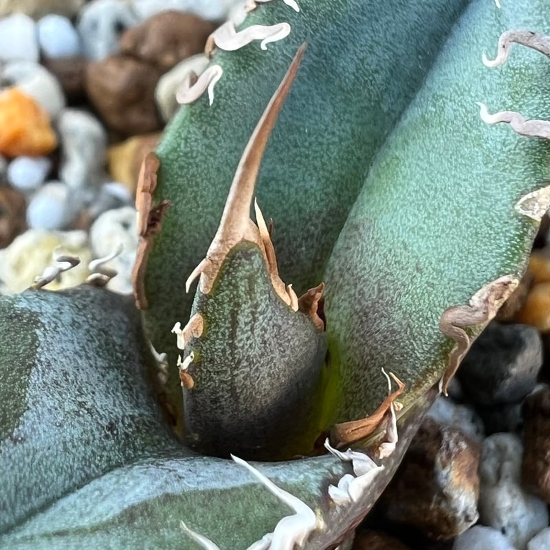 アガベ チタノタブルー 実生】Agave titanotablue seedling |