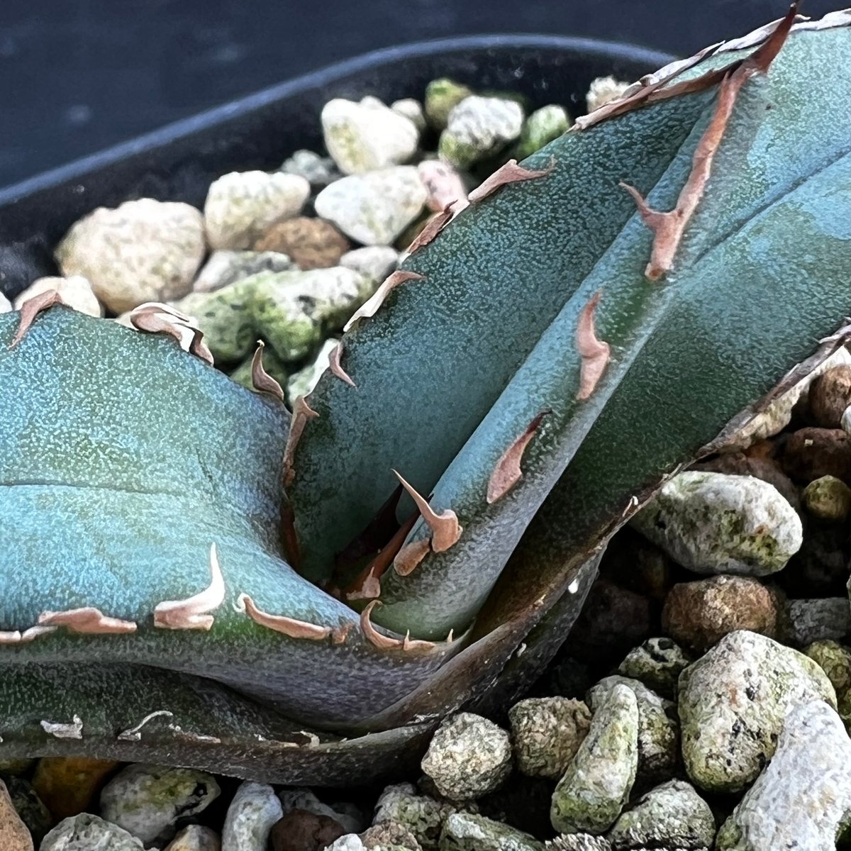 アガベ チタノタブルー 実生】Agave titanota blue seedling |