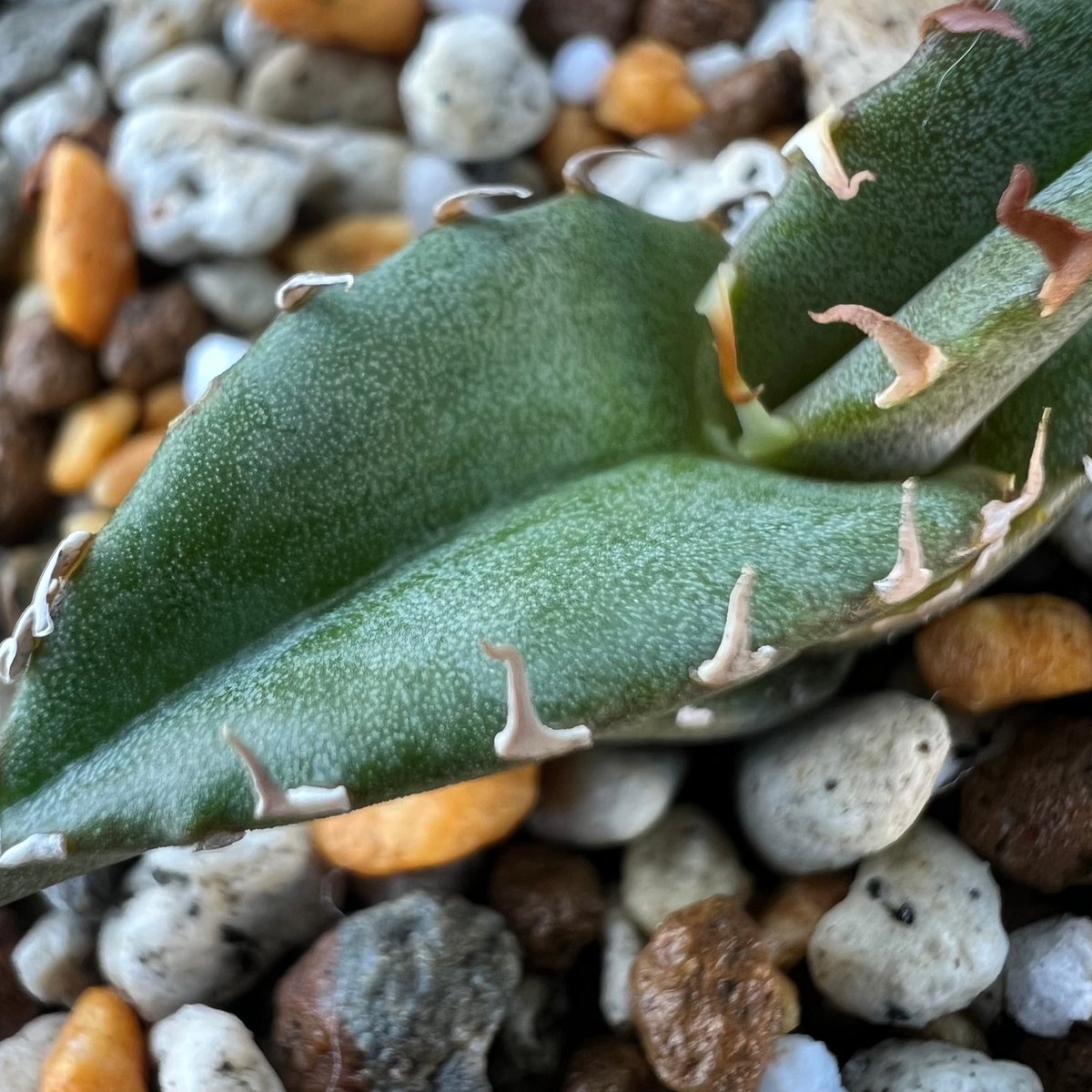 アガベ チタノタブルー 実生】Agave titanotablue seedling |