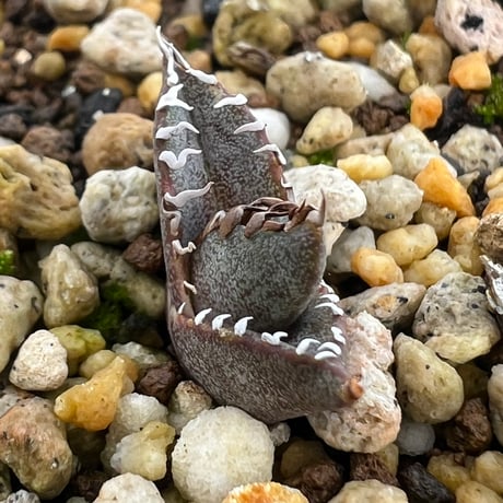 【アガベ オテロイ 実生】Agave oteroi seedling