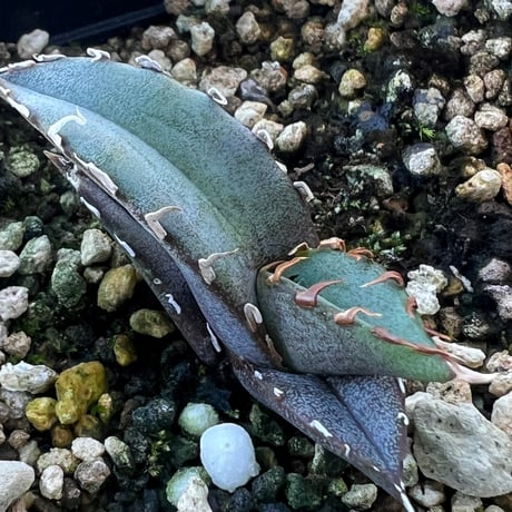 アガベオテロイ | STORES