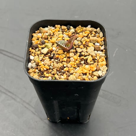【アガベ オテロイ 実生】Agave oteroi seedling