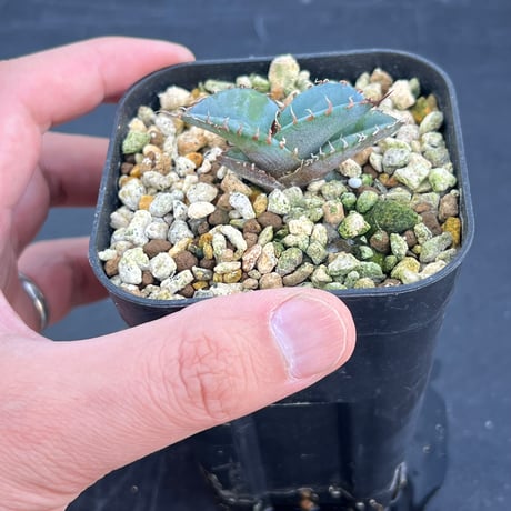 【アガベ チタノタブルー 実生】Agave  titanota blue seedling