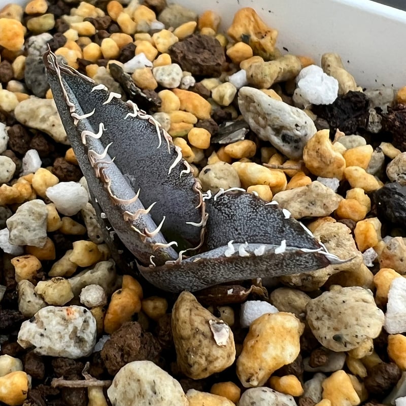 Agave Europe seedling アガベ チタノタ ヨーロッパ 実生 アガベ チタノタブルー 実生】Agave titanota blue seedling |