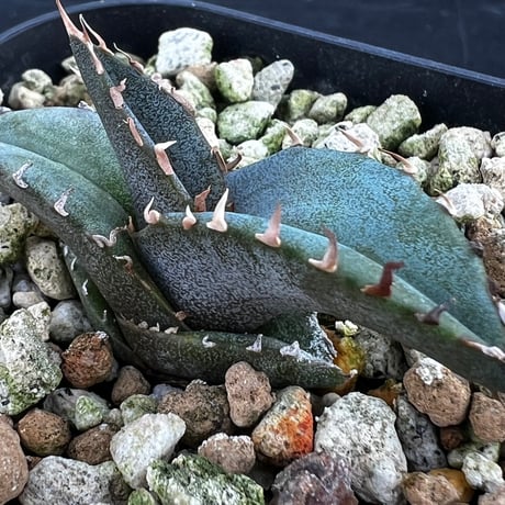 【アガベ チタノタブルー 実生】Agave titanota  blue seedling