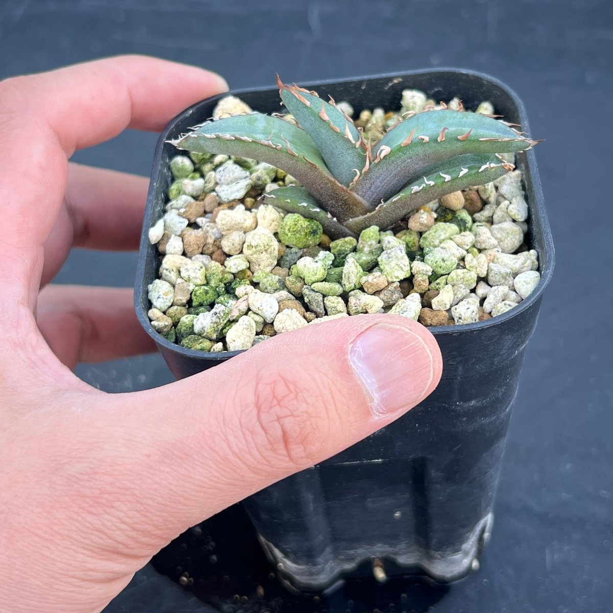 アガベ　チタノタ　ブルー　実生 アガベ チタノタブルー 実生】Agave titanota blue seedling |