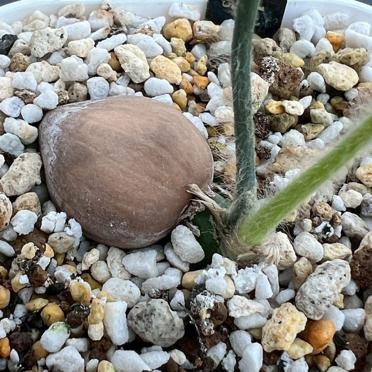 ディオーン・エデュレ（Dioon edule 