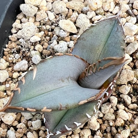 【アガベ ホリダ 実生】Agave horrida（oteroi） seedling