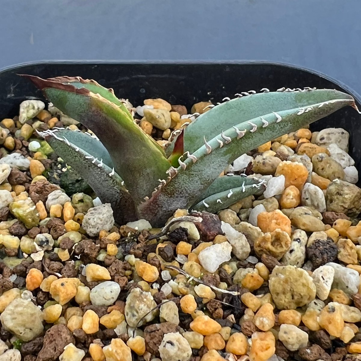 アガベ チタノタブルー 実生】Agave titanota blue seedling |