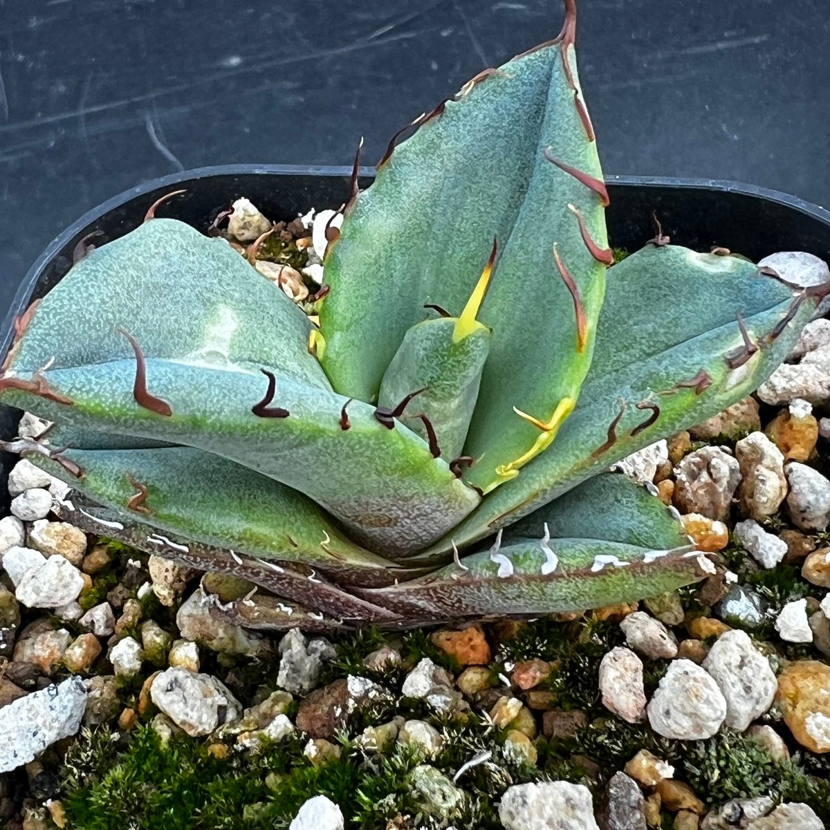 アガベ オテロイ 実生】Agave oteroi seedling | MINO GREEN