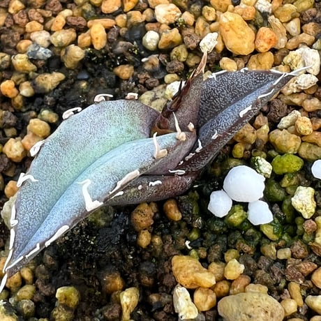 アガベ　オテロイ　実生　スーパーSSランク　ロングスパイン アガベ オテロイ 実生 スーパーSSランク ロングスパイン