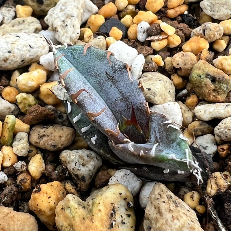 アガベ チタノタブルー 実生】Agave titanota blue seedling |