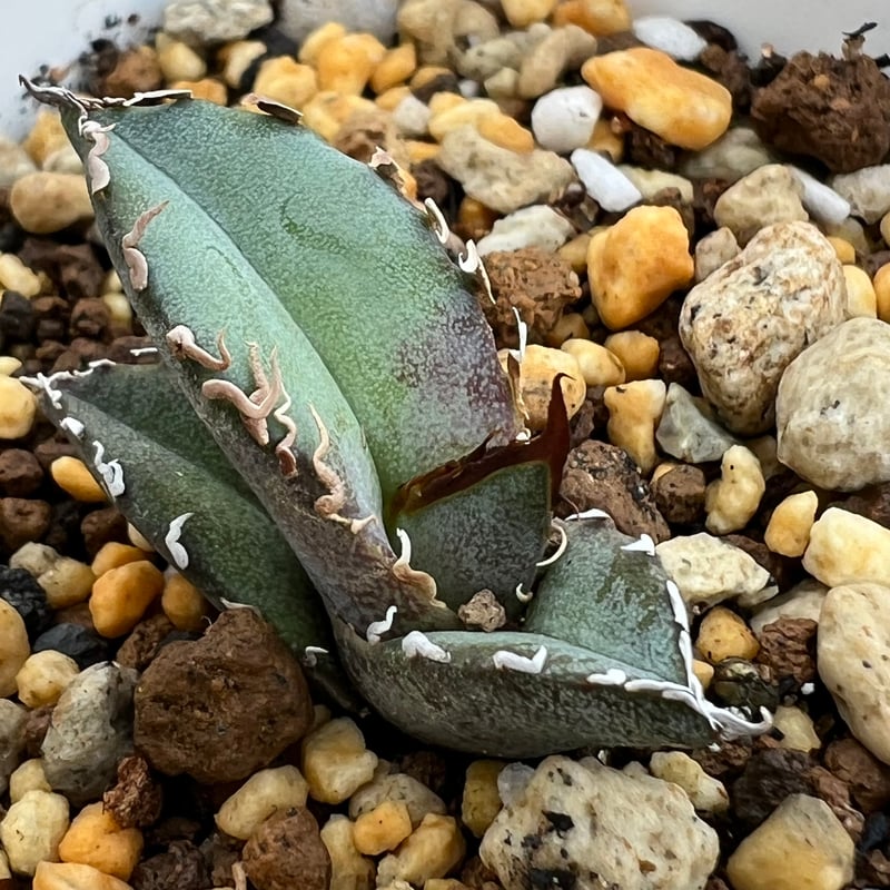 アガベ チタノタブルー 実生】Agave titanota blue seedling |