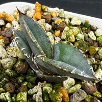 【アガベ チタノタブルー 実生】Agave  titanota blue seedling