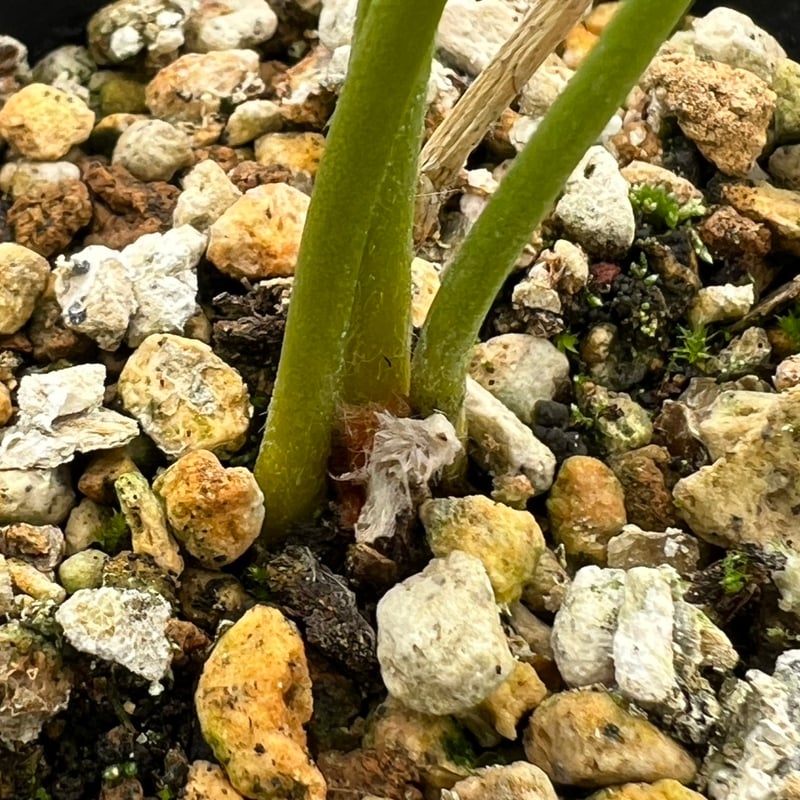 サイカス タイシルバー（Cycas sp Thai Silver）③ | MINO GREEN