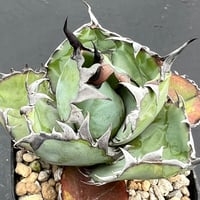 Agave tiitanota "black＆blue"