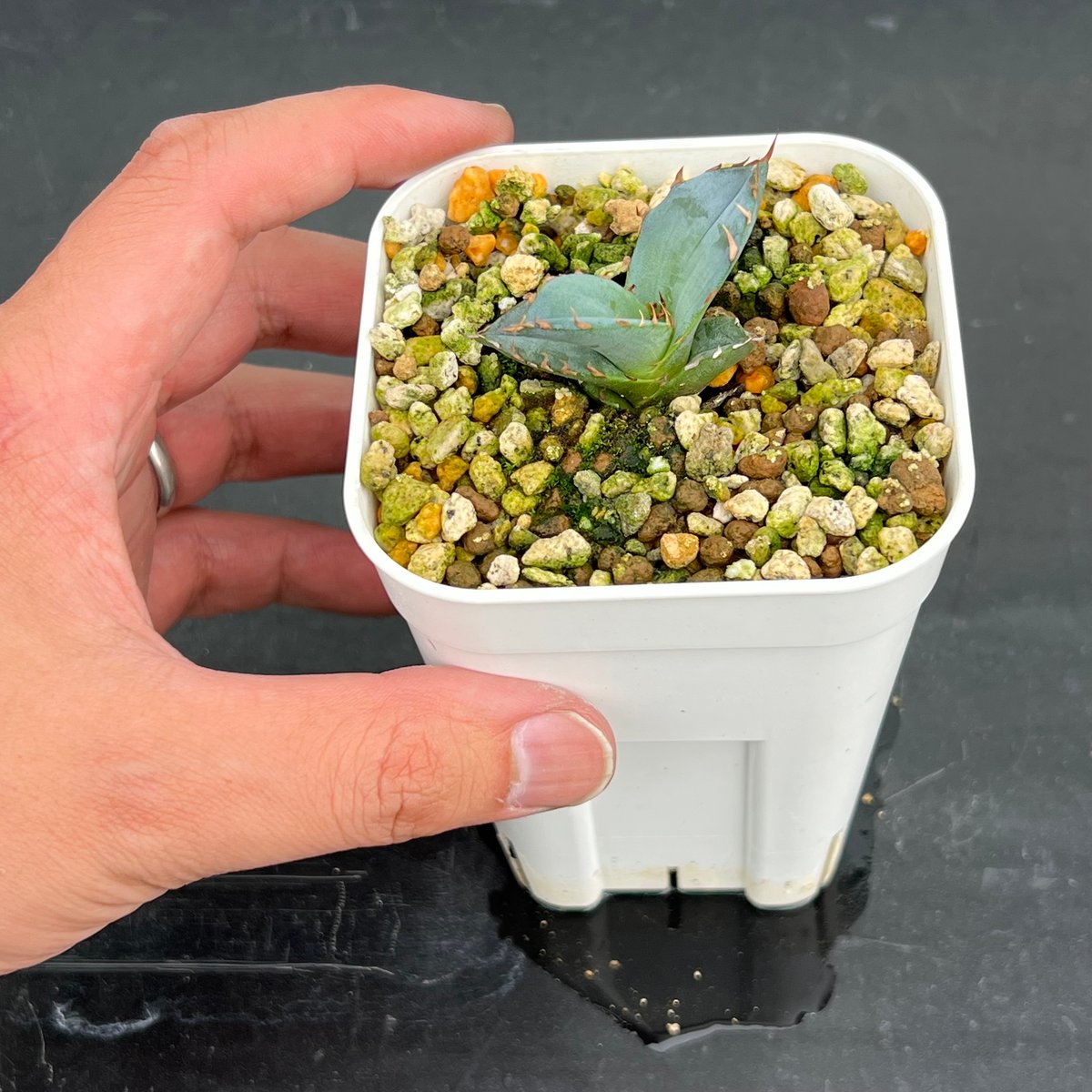 チタノタブルー 実生 アガベ チタノタブルー 実生】Agave titanota blue seedling |
