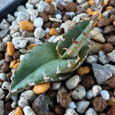 チタノタブルー | STORES