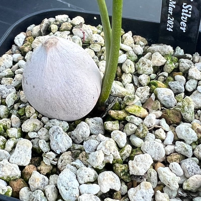 サイカス タイシルバー（Cycas sp Thai Silver）② | MINO GREEN