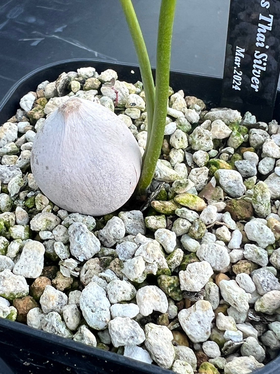 サイカス タイシルバー（Cycas sp Thai Silver）② | MINO GREEN