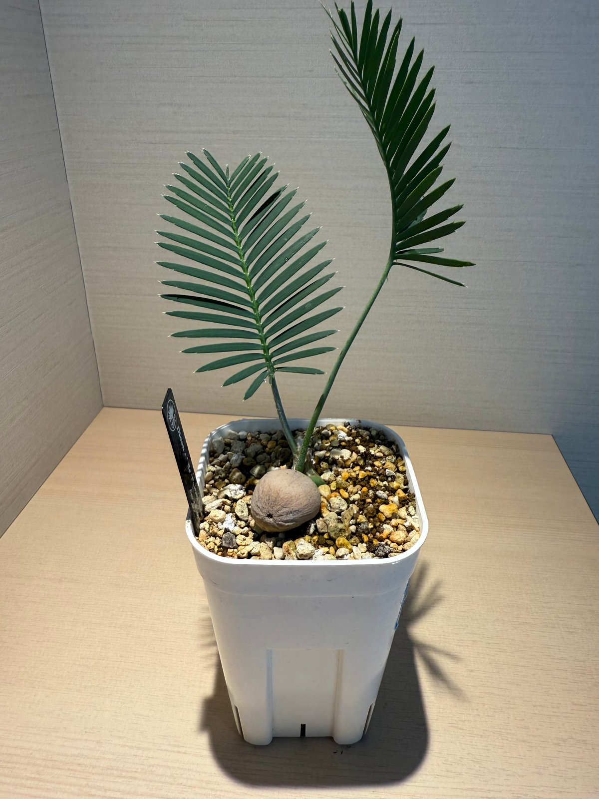 ディオーン・エデュレ（Dioon edule 'Palma Sola'）④ | MINO GREEN