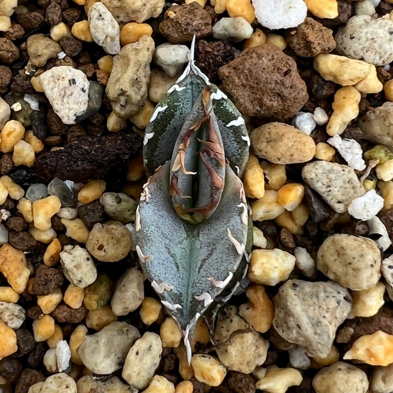 アガベ チタノタ ヨーロッパ 実生 Europe seedling/ オテロイ アガベ