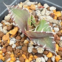 【アガベ オテロイ 実生】Agave oteroi seedling