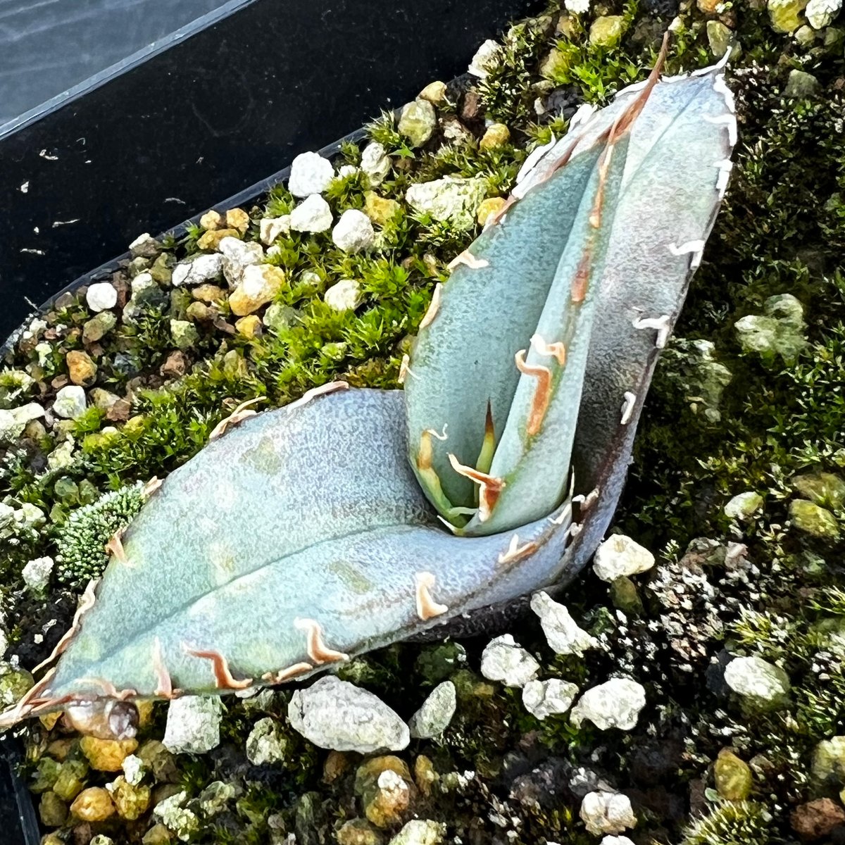 【oteroi seedling 】アガベ オテロイ実生苗 アガベ オテロイ 実生】Agave oteroi seedling | MINO GREEN
