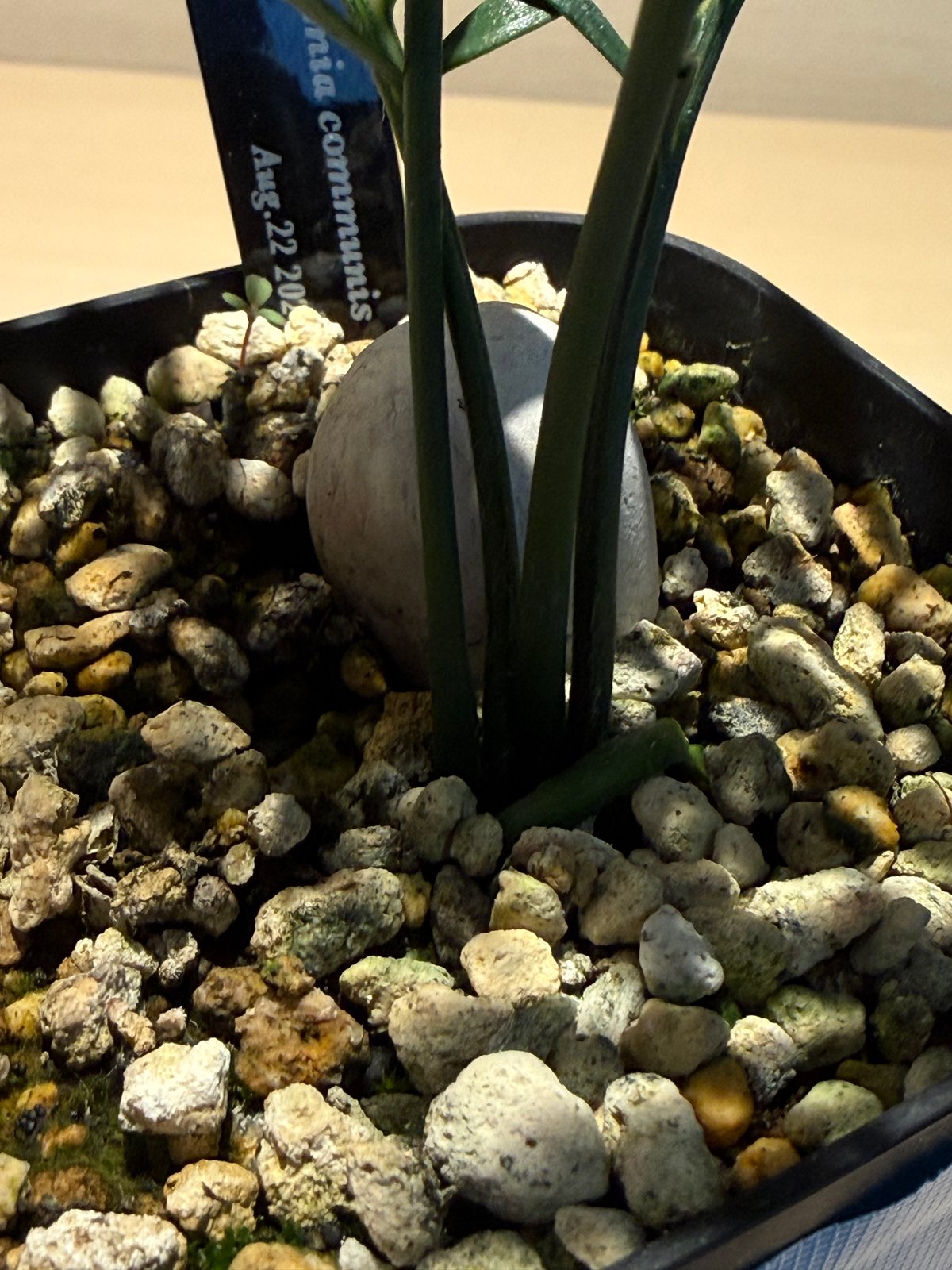 マクロザミア・コムニス（Macrozamia communis) ① | MINO GREEN