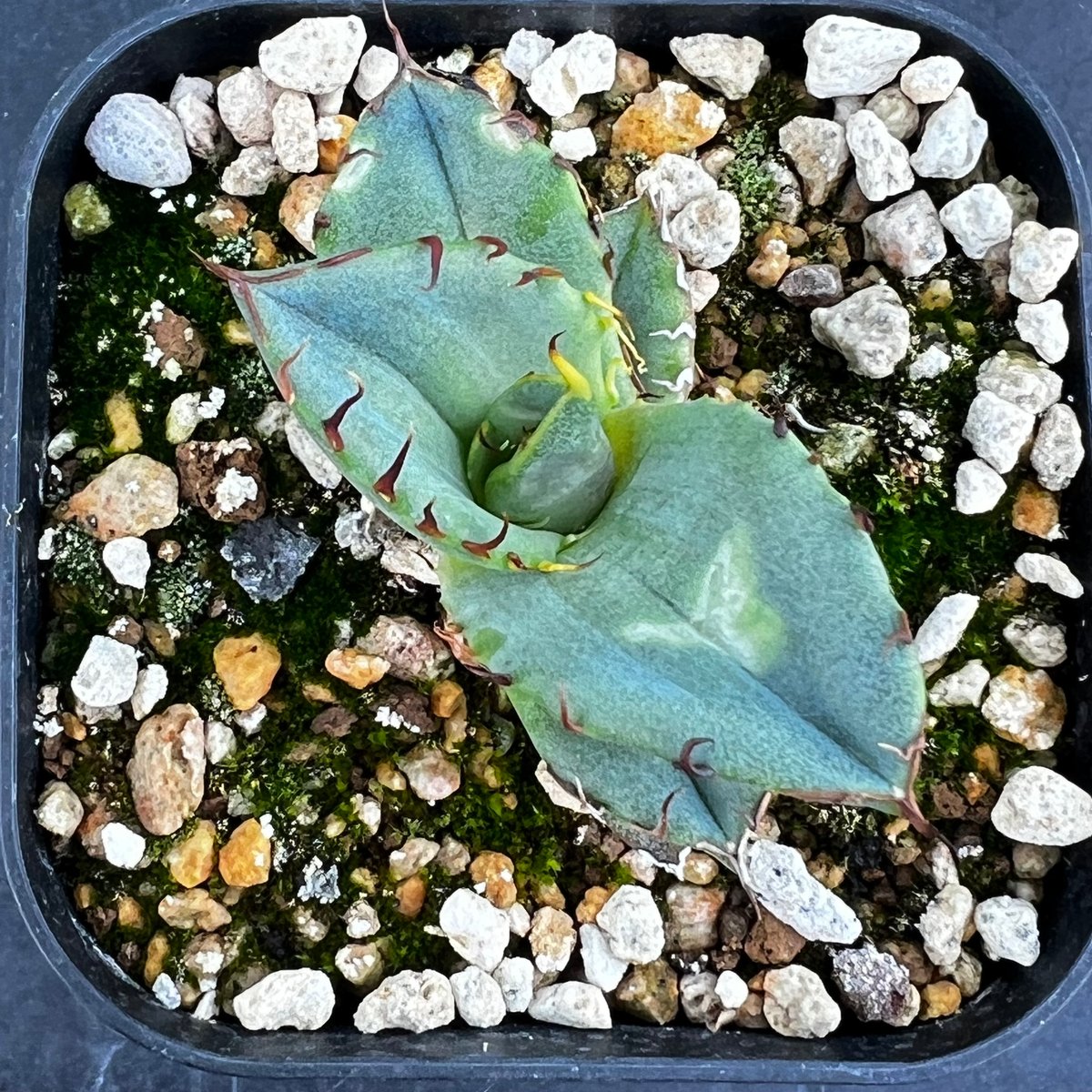 【oteroi seedling 】アガベ オテロイ実生苗 アガベ オテロイ 実生 Oteroi seedling - メルカリ