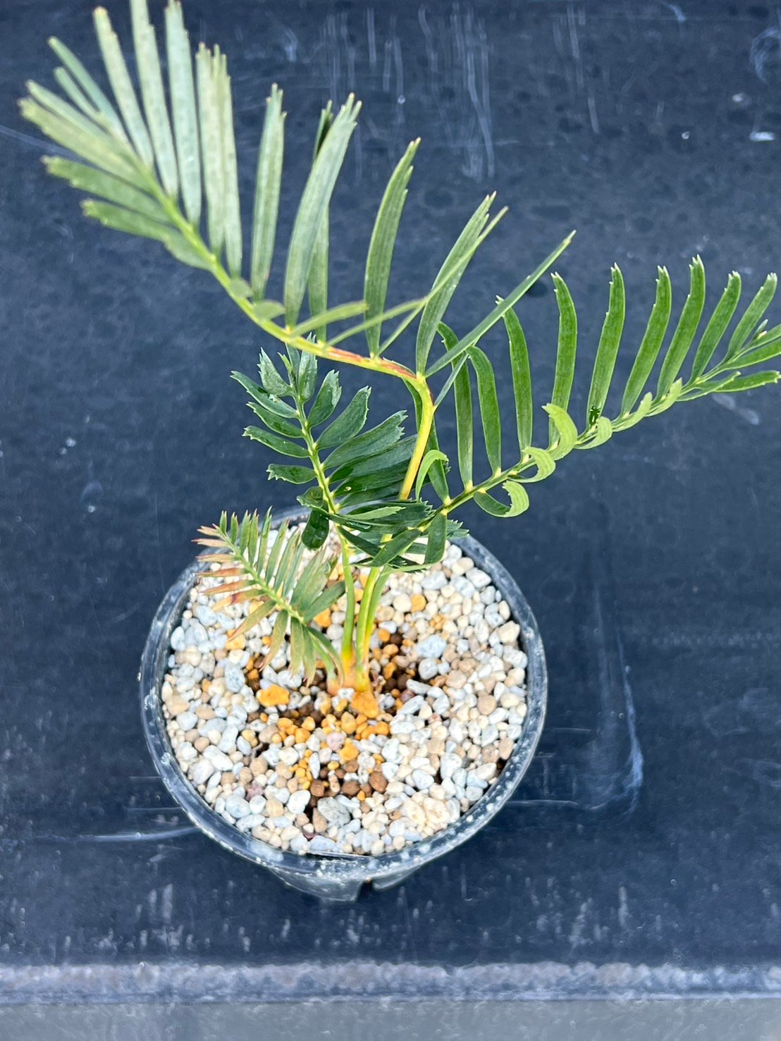 マクロザミア・コムニス（Macrozamia communis) | MINO GREEN